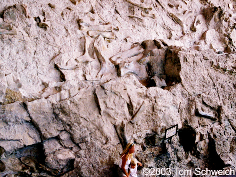 The quarry at Dinosaur National Monument.