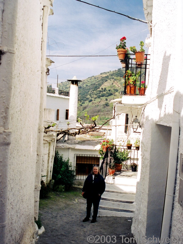 Small street with grape vines overhead.