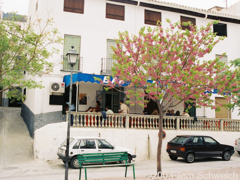 Judas tree (<I>Cercis siliquastrum</I> L.) tree in front of bar where we had lunch.