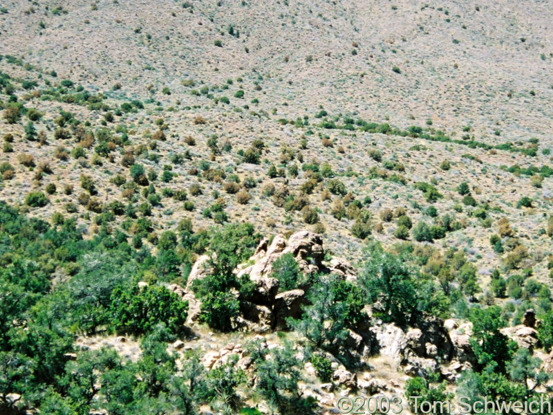 Dead or dying Junipers on north face of Wild Horse Mesa