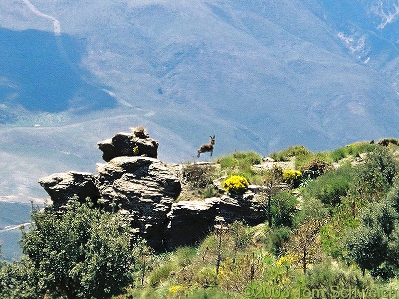 Ibex? Mountain Goat?