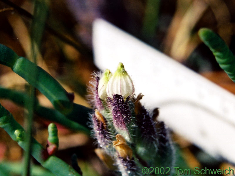 Orobanchaceae Cordylanthus mollis