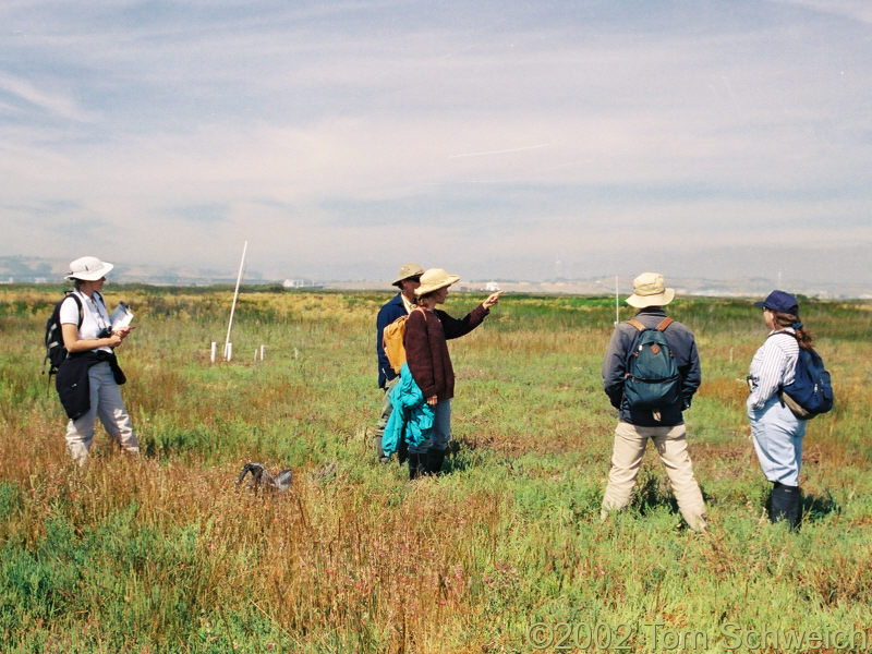 Point Edith Salt Marsh