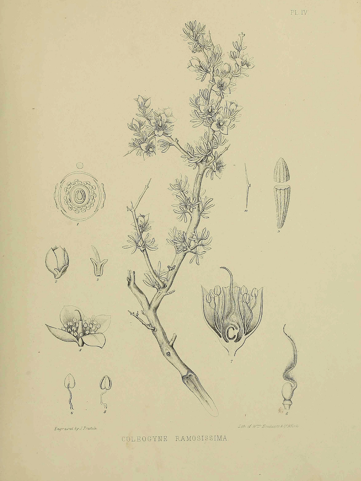 Rosaceae, Coleogyne ramosissima