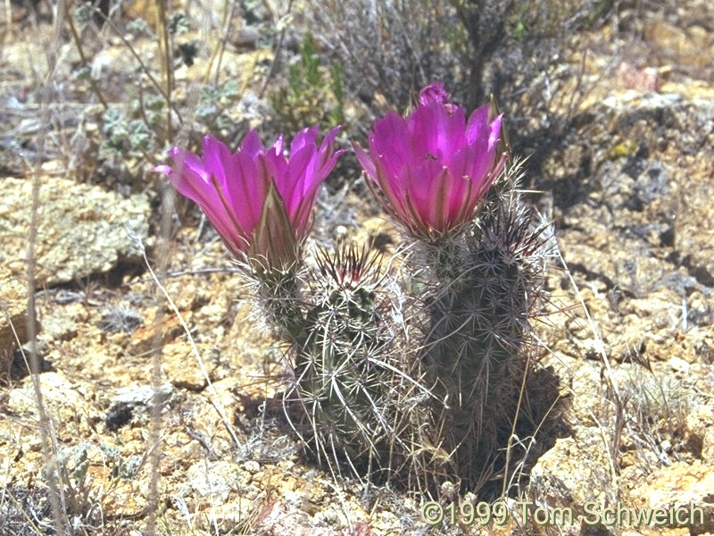 <I>Echinocereus engelmannii</I> in Wild Horse Canyon.