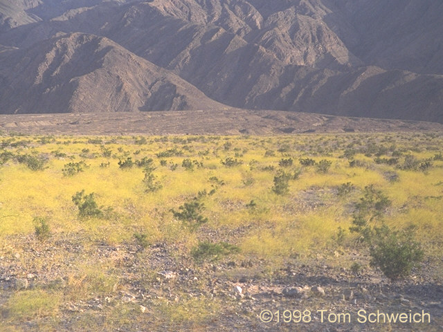 <I>Eriogonum inflatum</I> in bloom near Stovepipe Wells, Death Valley.