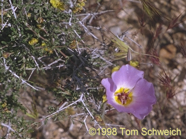 <I>Calochortus flexuosus</I> growing in Blackbrush (<i>Coleogyne ramosissima</i>)