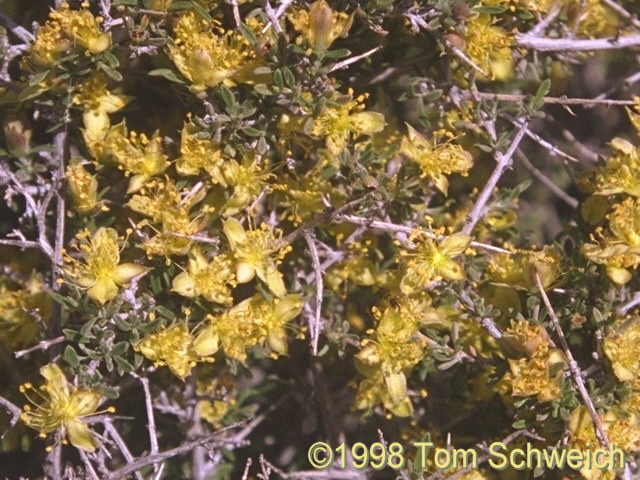 Blackbrush (<i>Coleogyne ramosissima</i>) in bloom along Excelsior Mine Road.