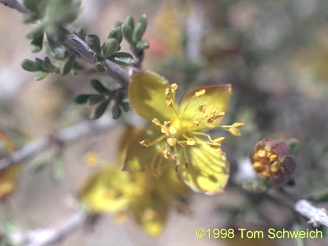 Blackbrush (<I>Coleogyne ramosissima</I>) flower in plan view.