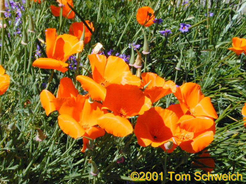 California Poppy in my garden.