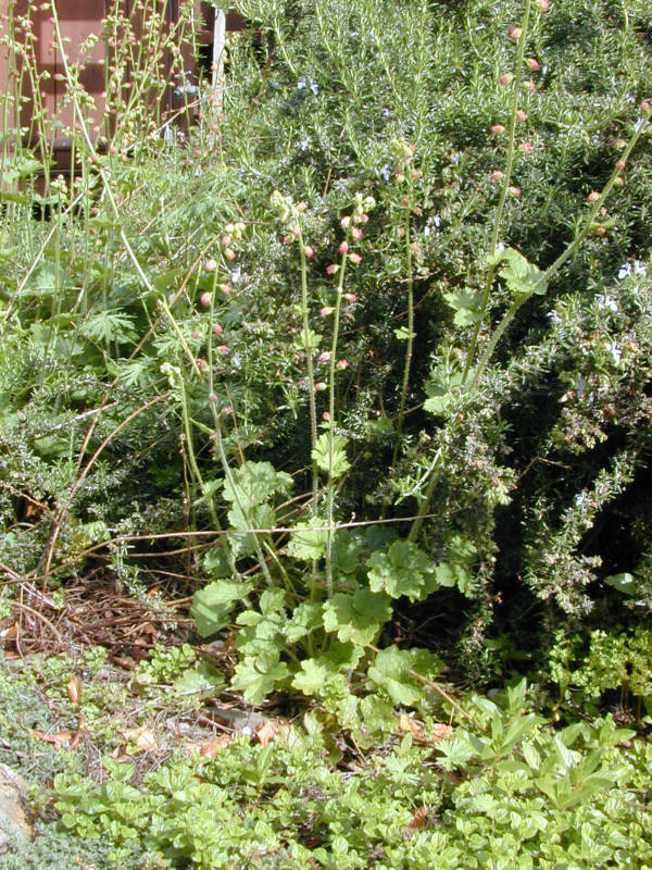 Saxifragaceae Tellima grandiflora