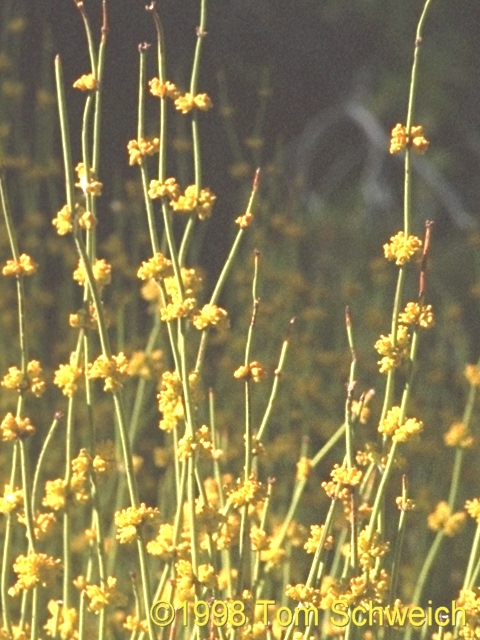 Photograph of a male Green Ephedra (<I>Ephedra viridis</I>) along the ridge line of the Mid Hills.