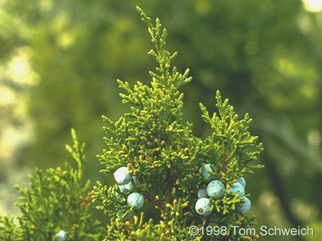 <I>Juniperus osteosperma</I> Utah Juniper.