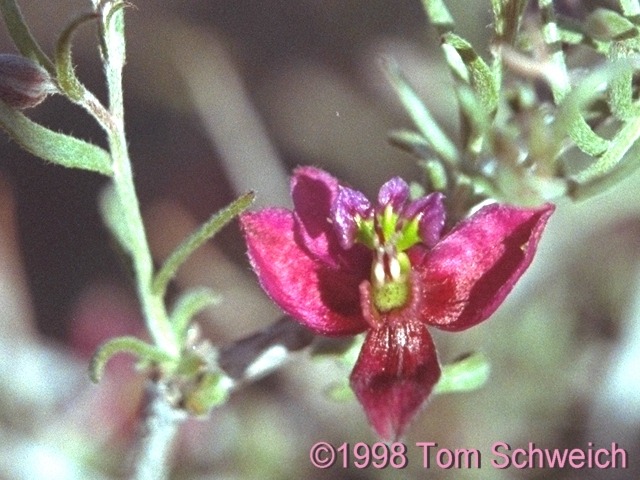 Krameria erecta