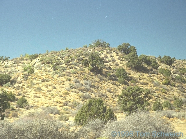 Vegetation along Wild Horse Canyon Road, in the head of Macedonia Canyon.