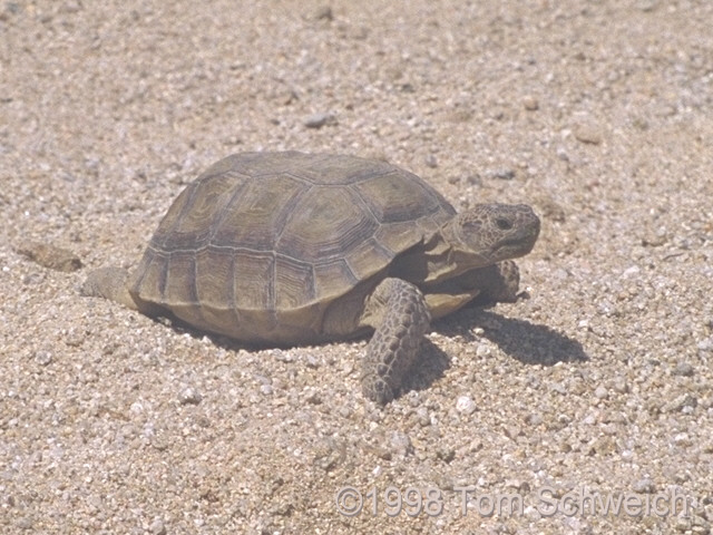 Tortoise in Macedonia Canyon.