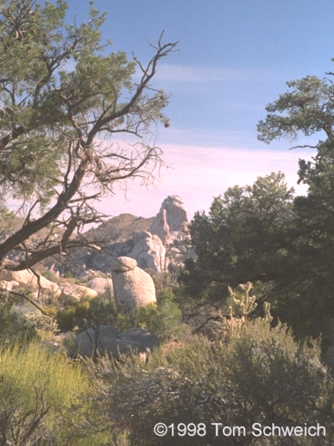 Scene along Wild Horse Canyon Road near Mid Hills campground.