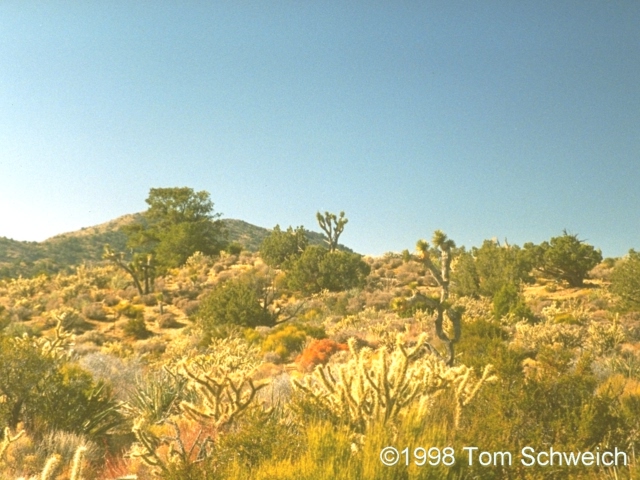 Vegetation along the Mid Hills ridgeline.