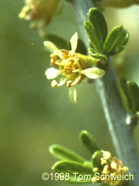 Desert Almond (<I>Prunus fasciculata</I>) at Lobo Point.