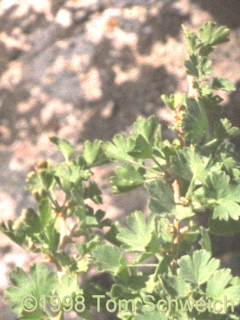 Photograph of <I>Ribes velutinum</I> along the Mid Hills ridge.