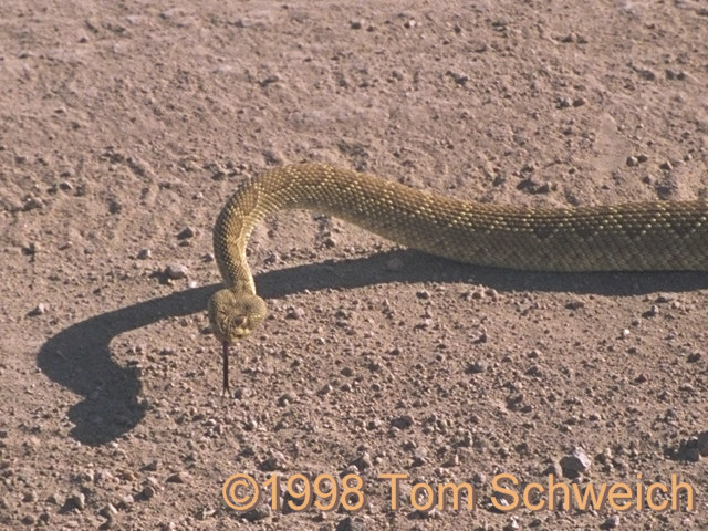 Rattlesnake on Cedar Canyon Road.