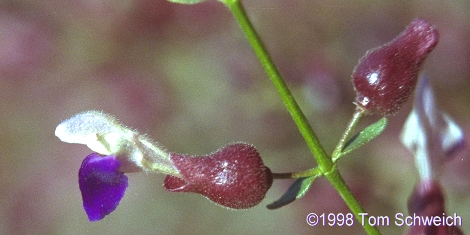 Salazaria mexicana, Wild Horse Canyon, Mojave National Preserve, California