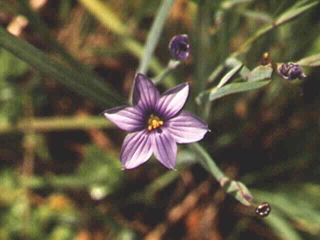 Blue-Eyed Grass, Sisyrinchium bellum