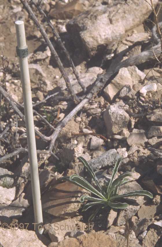 Frasera albomarginata, Wild Horse Mesa, Mojave National Preserve, California