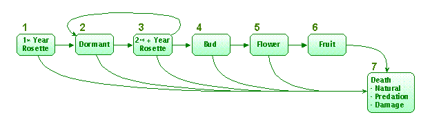 Frasera albomarginata, life cycle