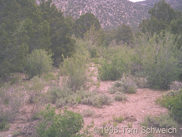 Typical habitat of <I>F. albomarginata</I> in the Beaverdam Mountains.