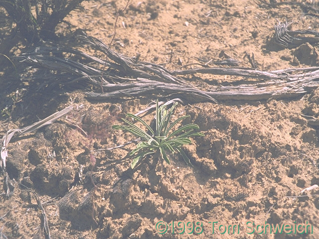 <I>F. albomarginata</I> growing in a cryptogamic soil.