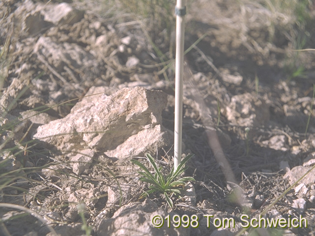 Staked plant at Pinto Mountain.