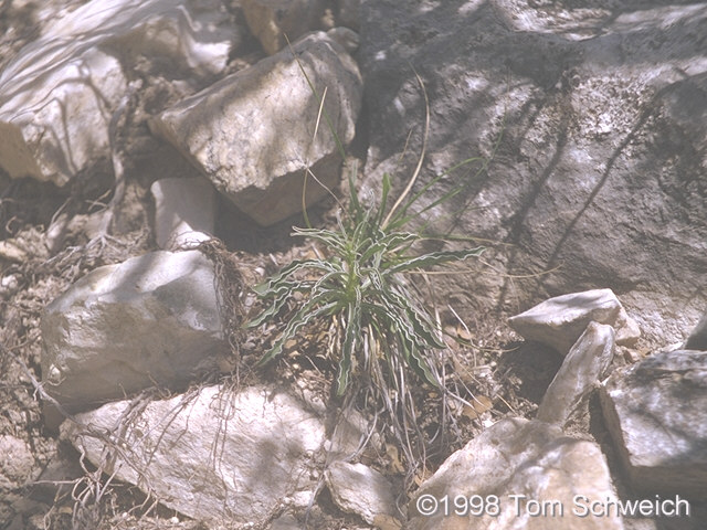 <i>Frasera albomarginata</i> near the Giant Ledge Mine.