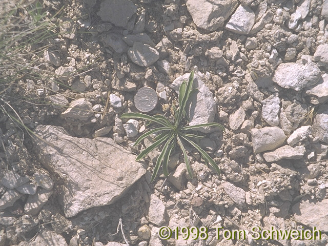 First year rosette at North Wild Horse Mesa.