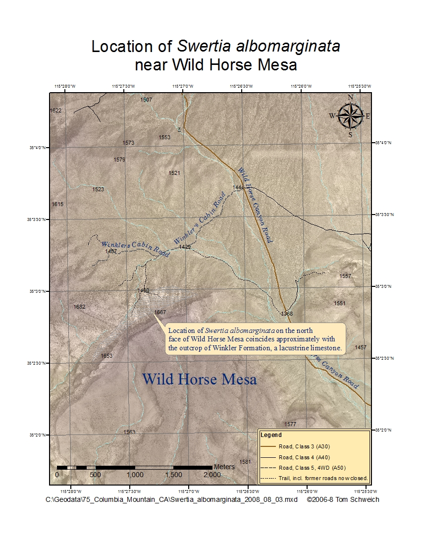 Frasera albomarginata, Wild Horse Mesa, Mojave National Preserve, San Bernardino County, California