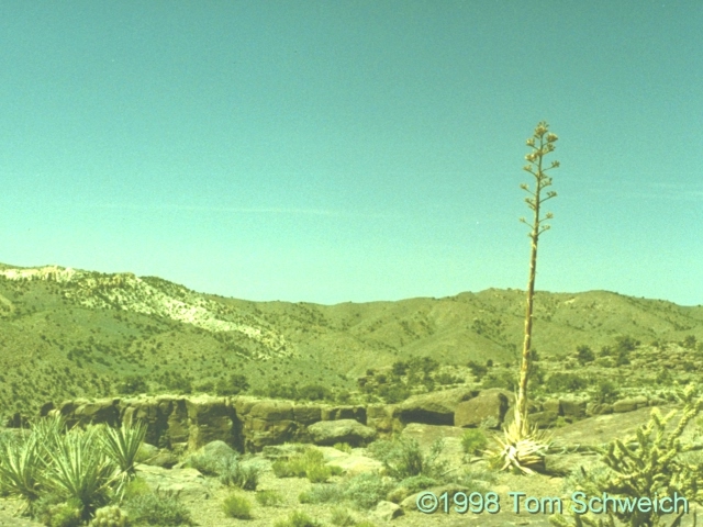 Century Plant, Agave desertii, Wild Horse Mesa, Mojave National Preserve, California