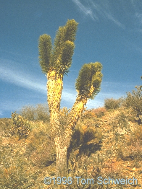 <I>Yucca brevifolia</I>