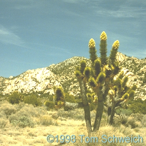 Joshua trees, Yucca brevifolia, Caruthers Canyon, Mojave National Preserve, California